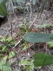Smilax glyciphylla