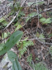 Smilax glyciphylla