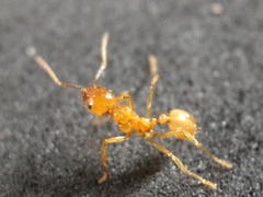 Aphaenogaster pythia