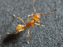 Aphaenogaster pythia