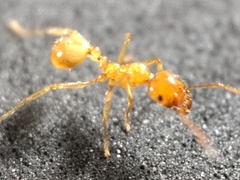 Aphaenogaster pythia