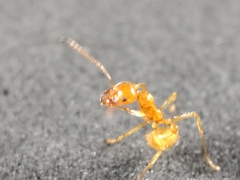 Aphaenogaster pythia