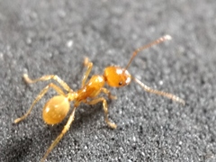 Aphaenogaster pythia