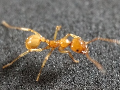 Aphaenogaster pythia