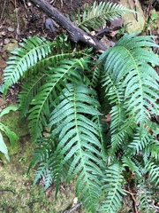 Blechnum parrisiae
