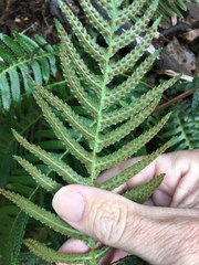 Blechnum parrisiae