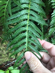 Blechnum parrisiae