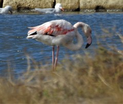 Phoenicopterus roseus