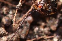 Xiphydria longicollis