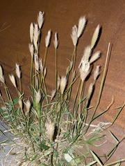 Poaceae