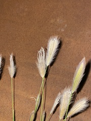 Poaceae