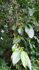 Gomphandra australiana