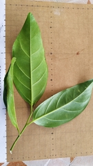 Gomphandra australiana