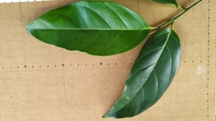 Gomphandra australiana