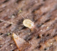 Tyrophagus