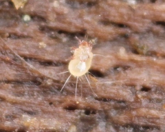 Tyrophagus