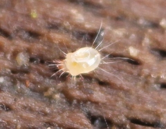 Tyrophagus