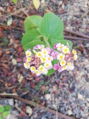 Lantana camara