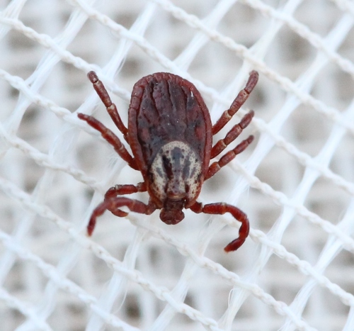 Ornate Cow Tick