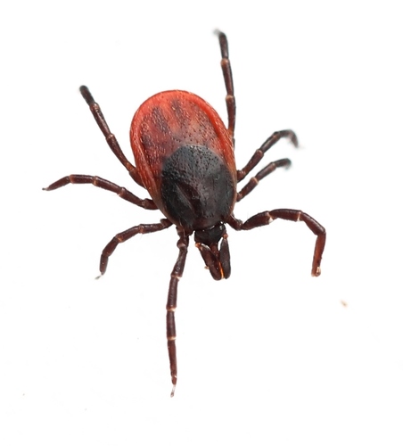 Representative image of Ixodes ricinus