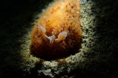 Madrella ferruginosa