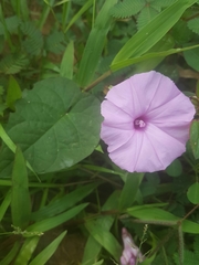 Ipomoea involucrata