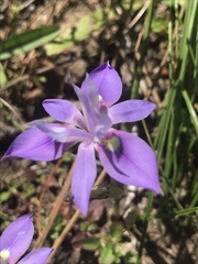 Moraea australis