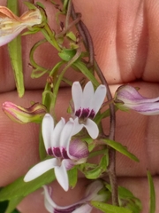 Cyphia sylvatica sylvatica