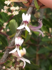 Cyphia sylvatica sylvatica