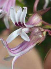 Cyphia sylvatica sylvatica
