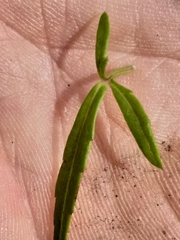 Cyphia sylvatica sylvatica