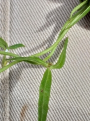Cyphia sylvatica sylvatica