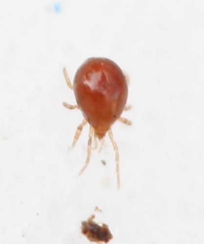 Representative image of Holoparasitus