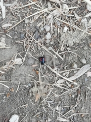 Hister quadrimaculatus