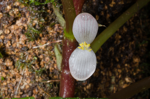 Begonia oxyloba