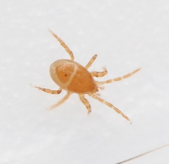 Parasitellus fucorum