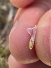 Aspalathus submissa