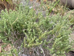 Aspalathus submissa