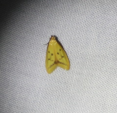 Aeolothapsa malacella