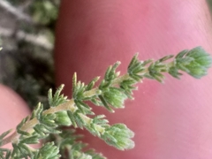 Aspalathus submissa