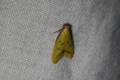 Aeolothapsa malacella