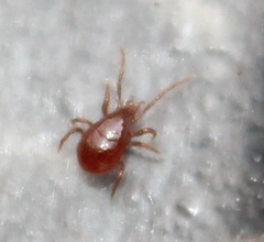 Pergamasus