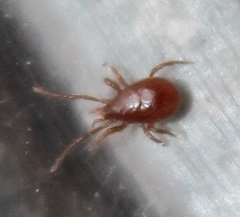 Pergamasus
