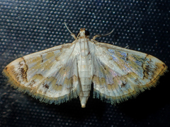 Agrotera barcealis