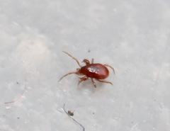 Pergamasus
