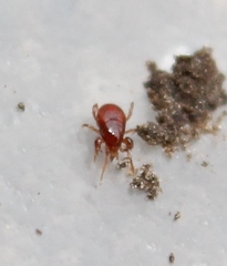 Pergamasus