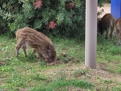 Sus scrofa meridionalis