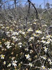 Senecio umbellatus