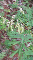 Astragalus propinquus