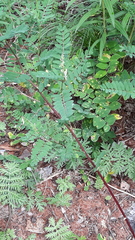Astragalus propinquus